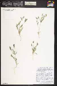 Mentzelia albicaulis image