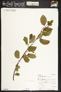 Alnus incana subsp. tenuifolia image