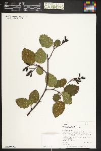 Alnus incana subsp. tenuifolia image