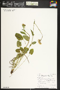 Packera pseudaurea var. flavula image