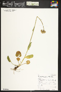 Packera pseudaurea var. flavula image