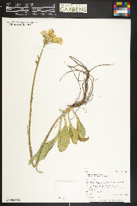 Senecio integerrimus var. exaltatus image