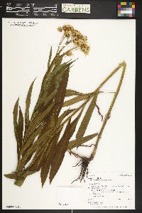 Senecio serra image