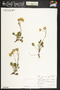 Packera werneriifolia image