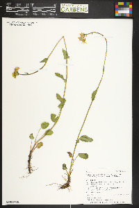 Packera pseudaurea var. flavula image