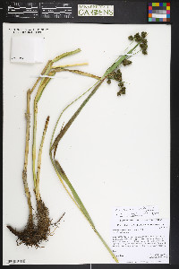 Scirpus pallidus image