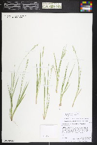 Dichanthelium linearifolium image