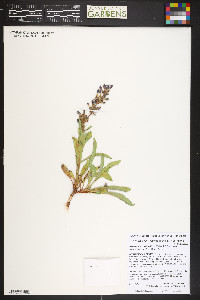 Penstemon breviculus image