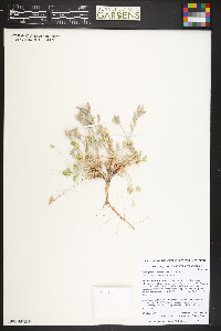Astragalus calycosus image