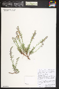 Penstemon linarioides image