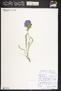 Polemonium viscosum image