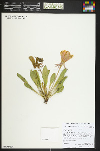 Oenothera cespitosa image