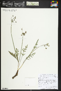 Lomatium orientale image