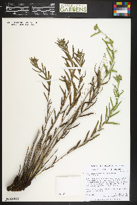 Lithospermum multiflorum image