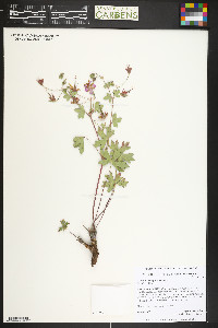 Geranium caespitosum image