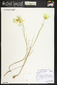 Calochortus gunnisonii image