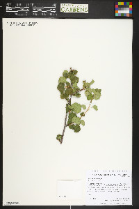 Ribes cereum image