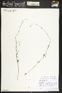 Polygonum douglasii image