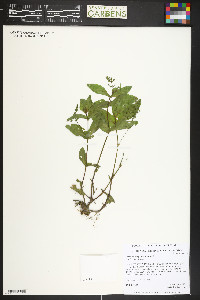 Veronica anagallis-aquatica image