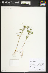 Euphorbia davidii image