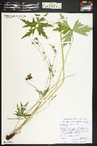 Geranium richardsonii image