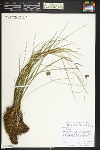 Juncus longistylis image