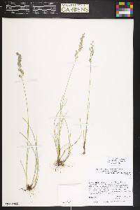 Poa arida image