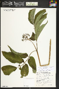 Sambucus racemosa subsp. racemosa image