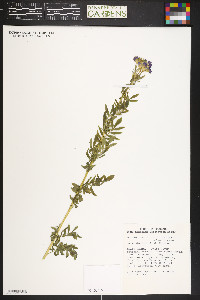 Polemonium foliosissimum image