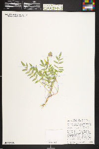 Polemonium pulcherrimum image