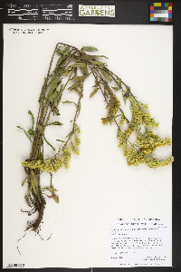 Solidago nemoralis subsp. decemflora image