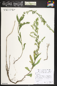 Solidago nemoralis subsp. decemflora image