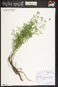 Dalea candida var. oligophylla image