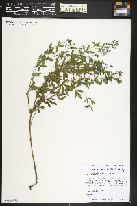 Pediomelum tenuiflorum image