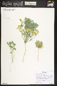 Corydalis aurea image