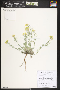 Physaria vitulifera image