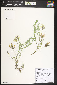 Astragalus parryi image