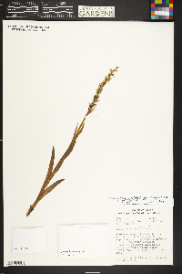 Platanthera dilatata image