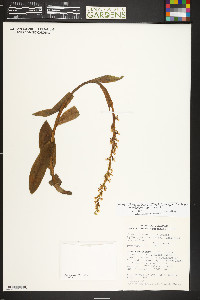 Platanthera dilatata image