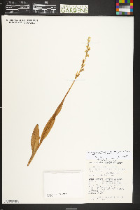 Platanthera dilatata var. albiflora image