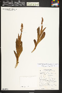 Platanthera dilatata var. albiflora image