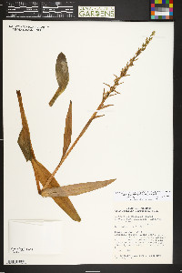 Platanthera dilatata image