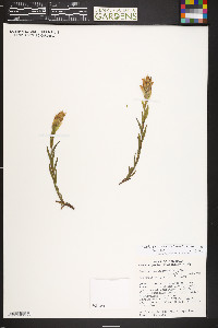 Castilleja sulphurea image