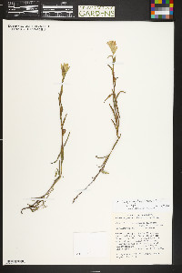 Castilleja septentrionalis image