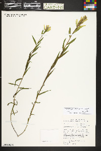 Castilleja septentrionalis image