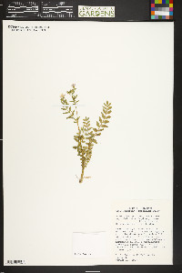 Polemonium pulcherrimum image