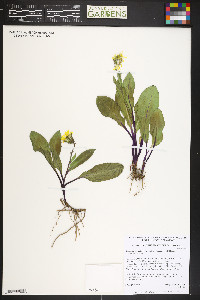 Senecio amplectens var. holmii image