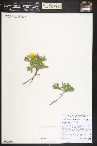 Heterotheca pumila image