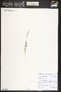 Gentiana prostrata image