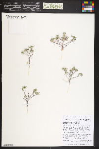 Eriastrum diffusum image